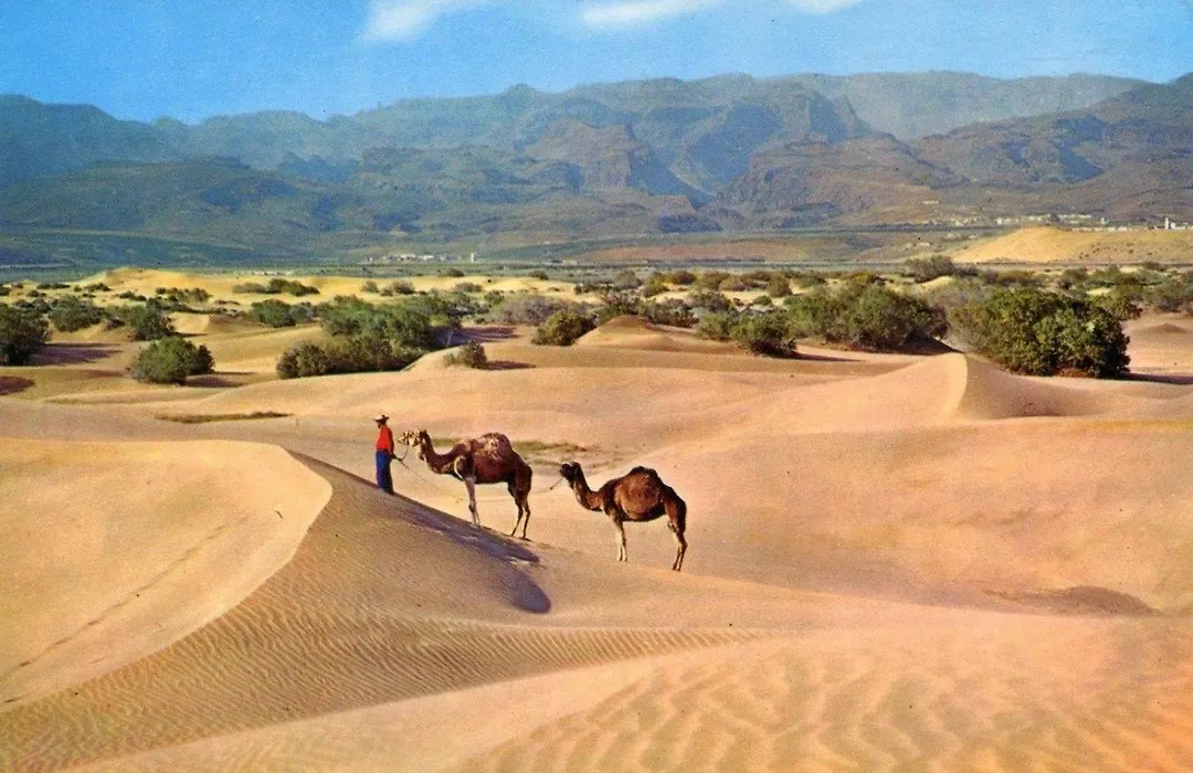 Doñana 1109-1