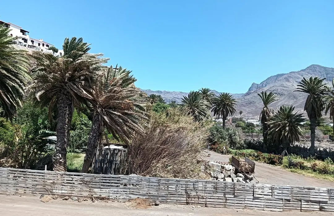 La Jacaranda-1