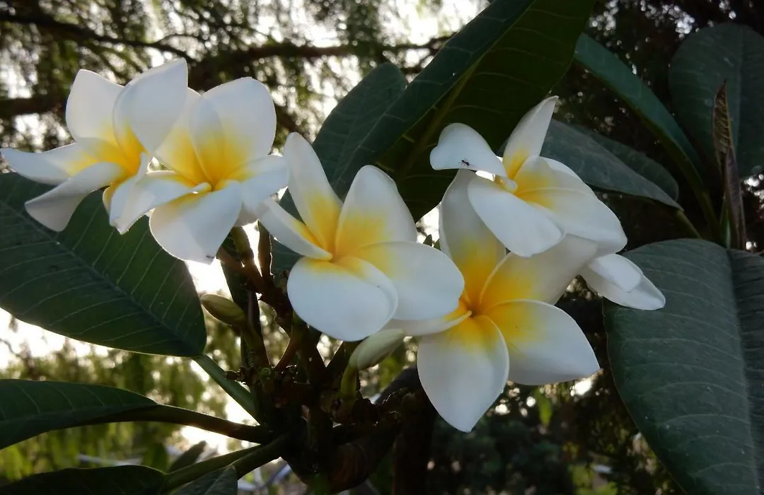 Finca Florida-1