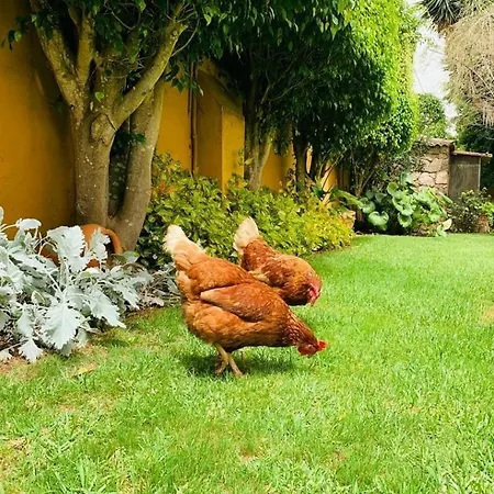 Finca El Trazo-3