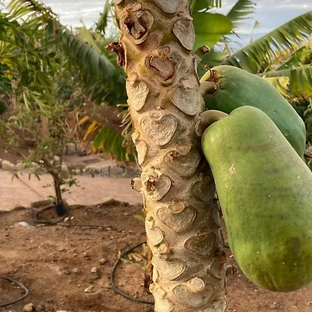 Finca Gaia La Segunda-3