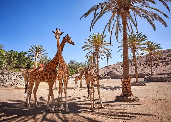 Inviting 1-Bed Apartment On Castillo Mar Caleta de Fuste admite animales