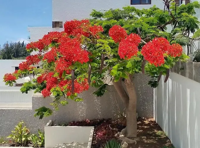 Appartement Bambu à San Agustín