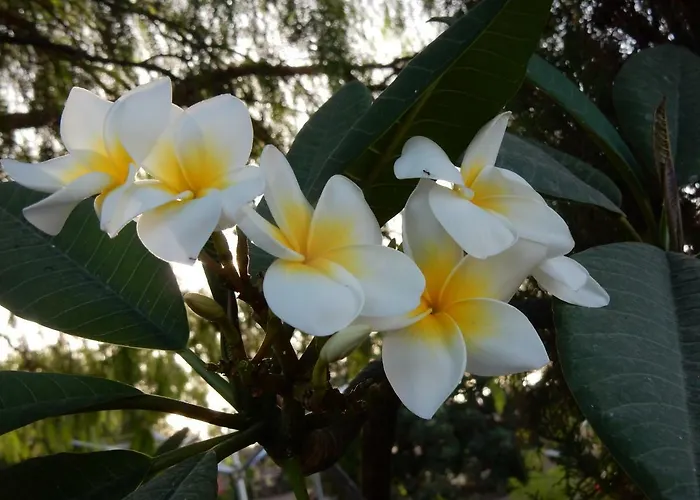 Finca Florida San Miguel de Abona admite animales
